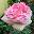 Роза чайно-гибридная ‘Biedermeier Garden’
